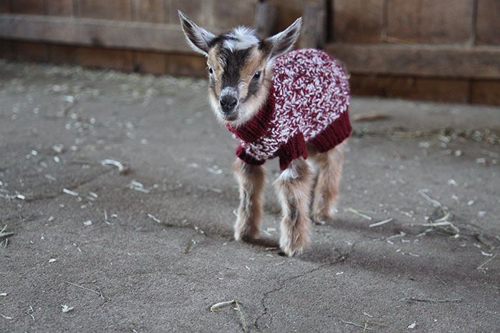 Adorable Baby Goats Stay Warm By Wearing Tiny Hand-Knit Sweaters (6 pics)
