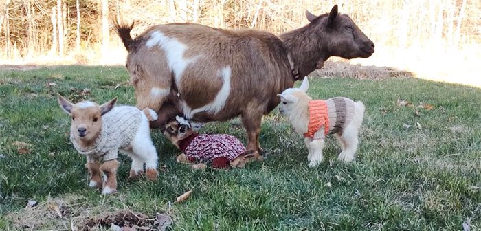 Adorable Baby Goats Stay Warm By Wearing Tiny Hand-Knit Sweaters (6 pics)