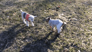 Adorable Baby Goats Stay Warm By Wearing Tiny Hand-Knit Sweaters (6 pics)