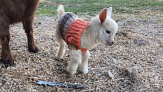 Adorable Baby Goats Stay Warm By Wearing Tiny Hand-Knit Sweaters (6 pics)