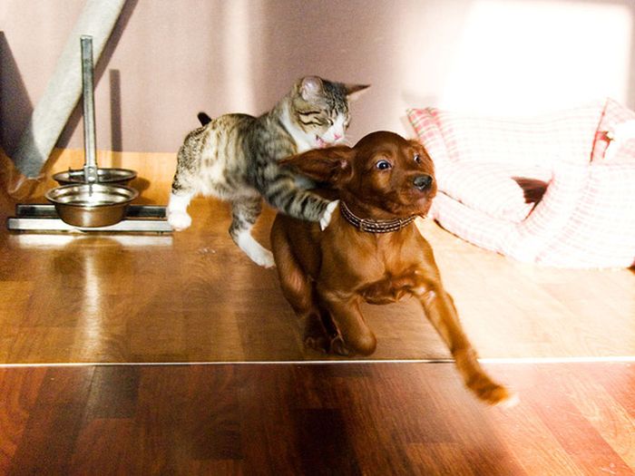 Cats And Dogs Can Be So Cute Together (14 pics)