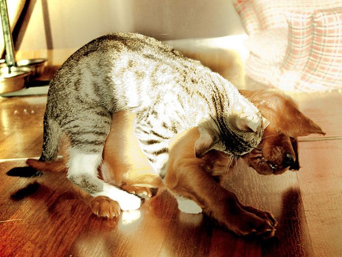 Cats And Dogs Can Be So Cute Together (14 pics)