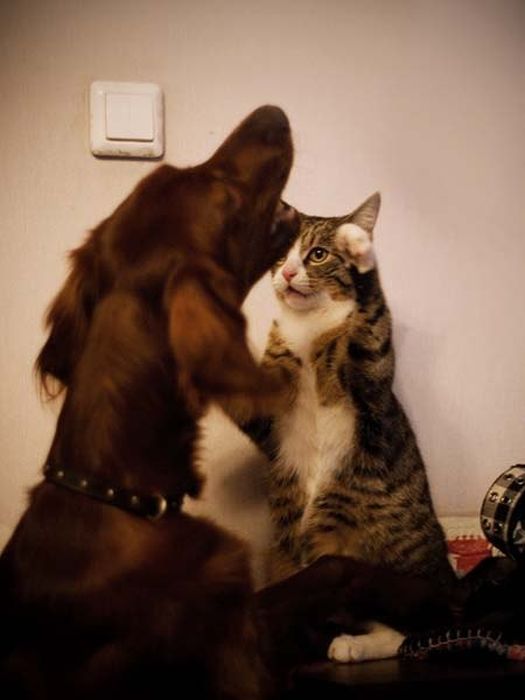 Cats And Dogs Can Be So Cute Together (14 pics)