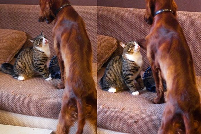 Cats And Dogs Can Be So Cute Together (14 pics)