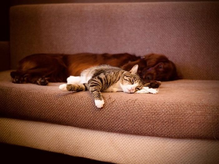 Cats And Dogs Can Be So Cute Together (14 pics)
