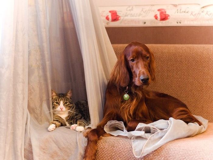 Cats And Dogs Can Be So Cute Together (14 pics)