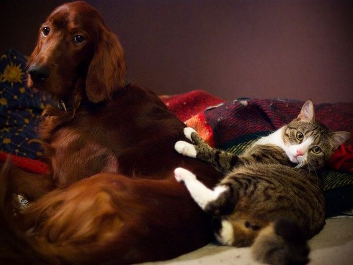 Cats And Dogs Can Be So Cute Together (14 pics)