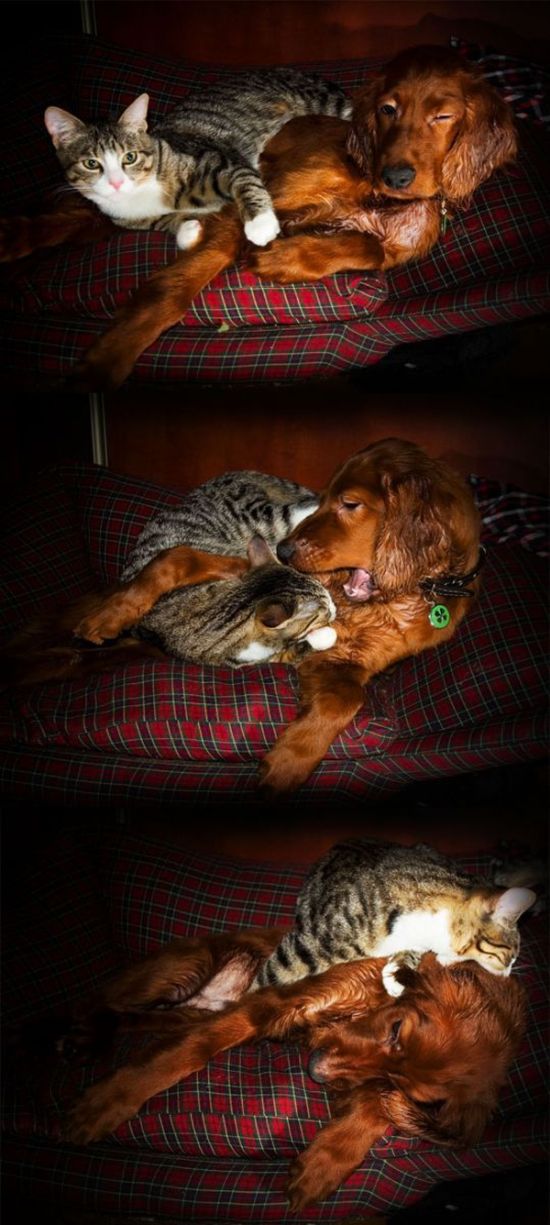 Cats And Dogs Can Be So Cute Together (14 pics)