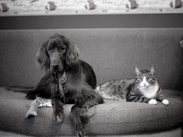 Cats And Dogs Can Be So Cute Together (14 pics)