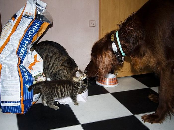Cats And Dogs Can Be So Cute Together (14 pics)