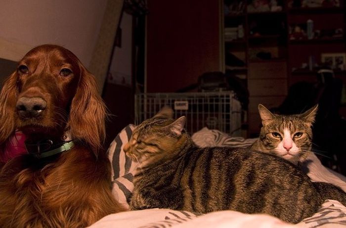 Cats And Dogs Can Be So Cute Together (14 pics)