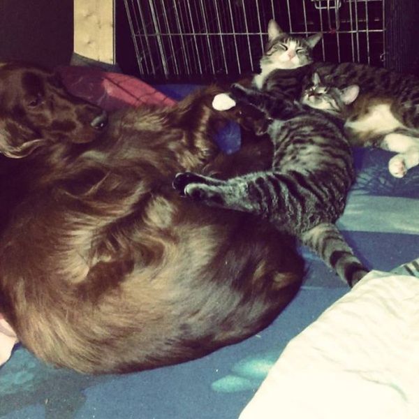 Cats And Dogs Can Be So Cute Together (14 pics)