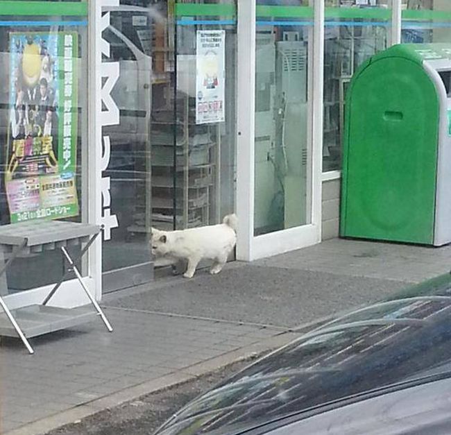 Cat Gets Busted While On A Trip To The Store (4 pics)