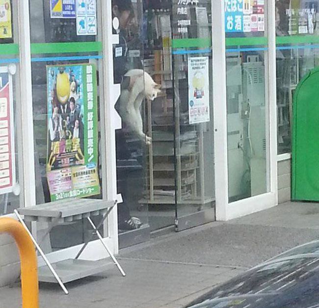 Cat Gets Busted While On A Trip To The Store (4 pics)