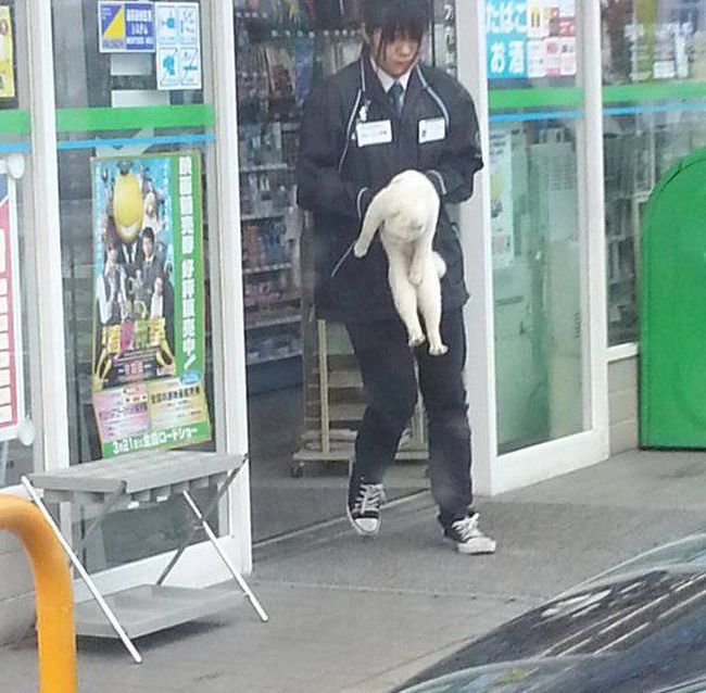 Cat Gets Busted While On A Trip To The Store (4 pics)