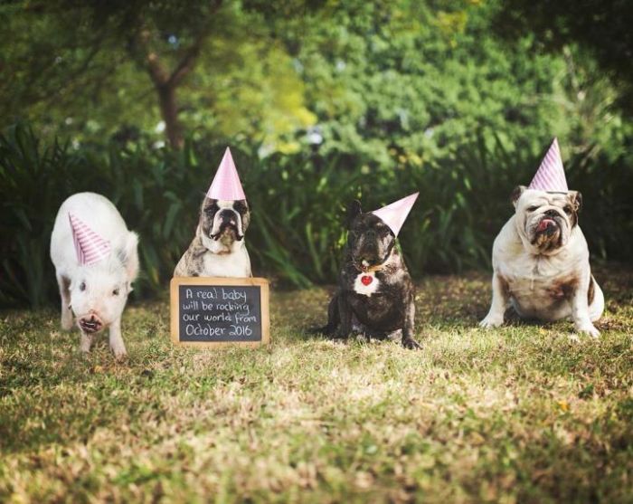 A Cute Pig Grew Up With Three Dogs And Now She Thinks She's One Of Them (16 pics)