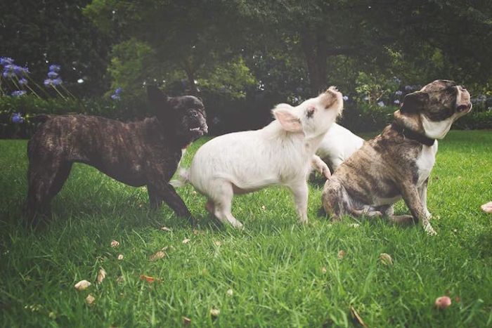 A Cute Pig Grew Up With Three Dogs And Now She Thinks She's One Of Them (16 pics)