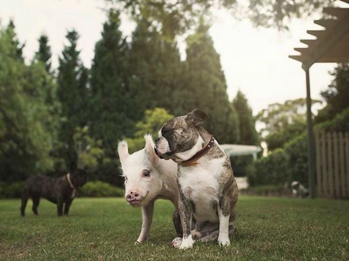 A Cute Pig Grew Up With Three Dogs And Now She Thinks She's One Of Them (16 pics)
