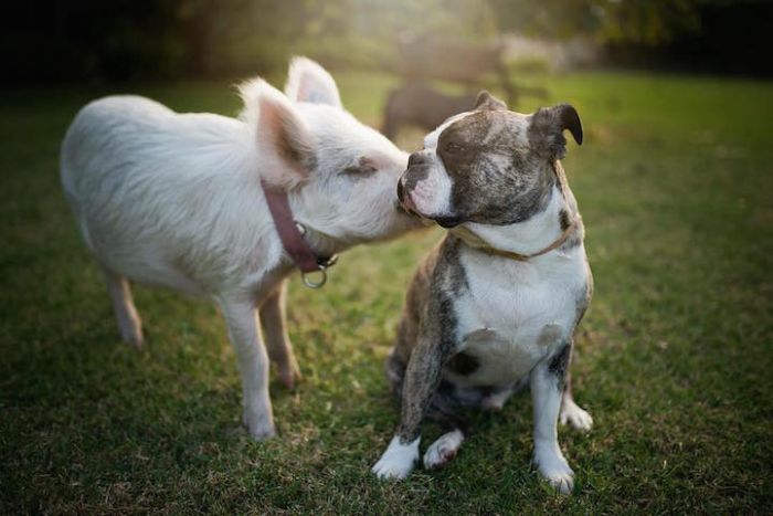 A Cute Pig Grew Up With Three Dogs And Now She Thinks She's One Of Them (16 pics)