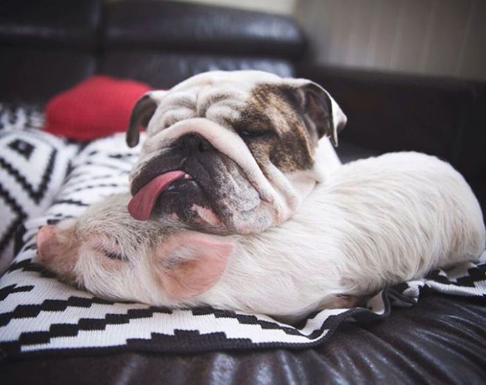 A Cute Pig Grew Up With Three Dogs And Now She Thinks She's One Of Them (16 pics)