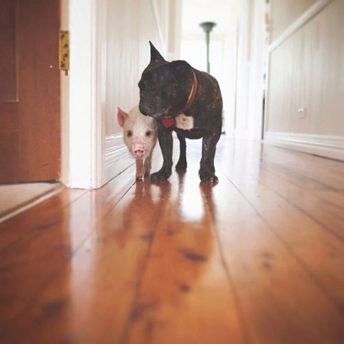 A Cute Pig Grew Up With Three Dogs And Now She Thinks She's One Of Them (16 pics)