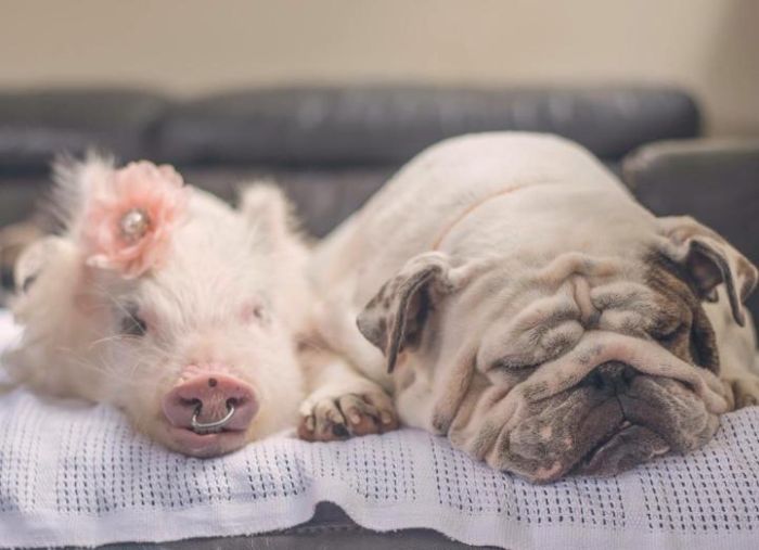 A Cute Pig Grew Up With Three Dogs And Now She Thinks She's One Of Them (16 pics)