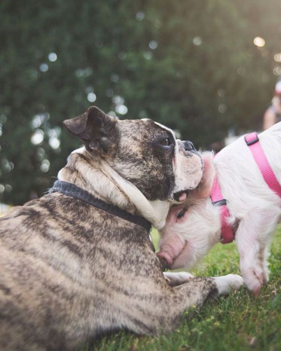 A Cute Pig Grew Up With Three Dogs And Now She Thinks She's One Of Them (16 pics)