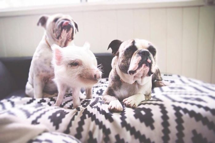 A Cute Pig Grew Up With Three Dogs And Now She Thinks She's One Of Them (16 pics)