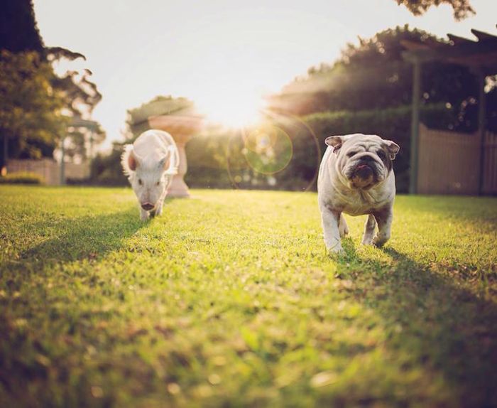 A Cute Pig Grew Up With Three Dogs And Now She Thinks She's One Of Them (16 pics)