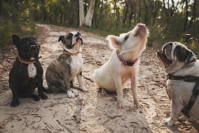 A Cute Pig Grew Up With Three Dogs And Now She Thinks She's One Of Them (16 pics)