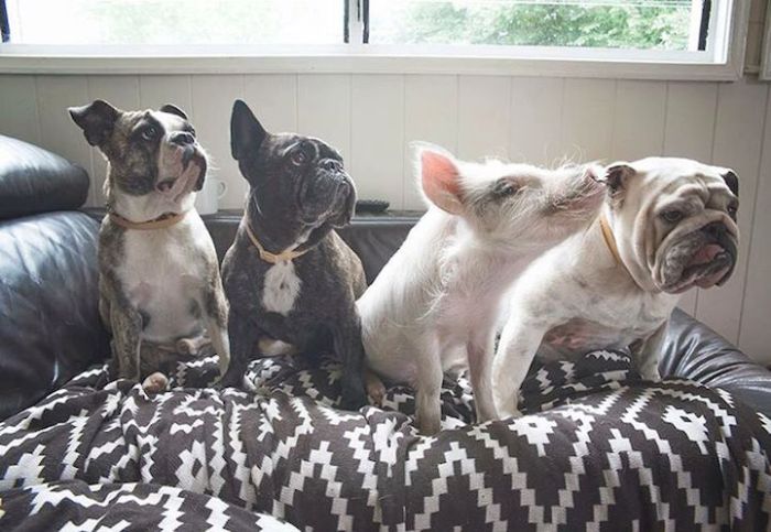 A Cute Pig Grew Up With Three Dogs And Now She Thinks She's One Of Them (16 pics)