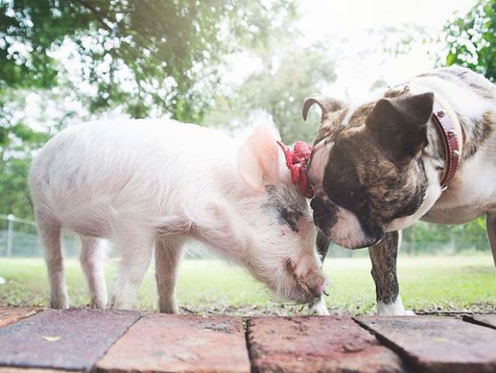 A Cute Pig Grew Up With Three Dogs And Now She Thinks She's One Of Them (16 pics)