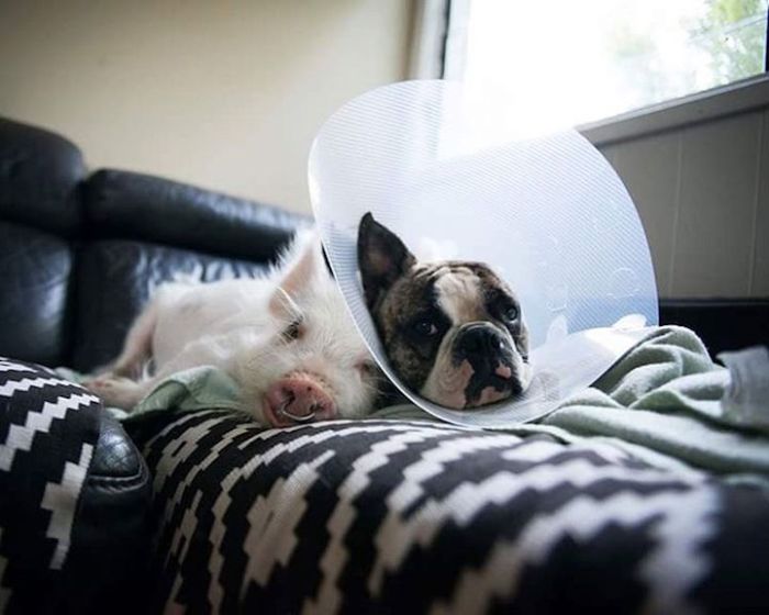 A Cute Pig Grew Up With Three Dogs And Now She Thinks She's One Of Them (16 pics)