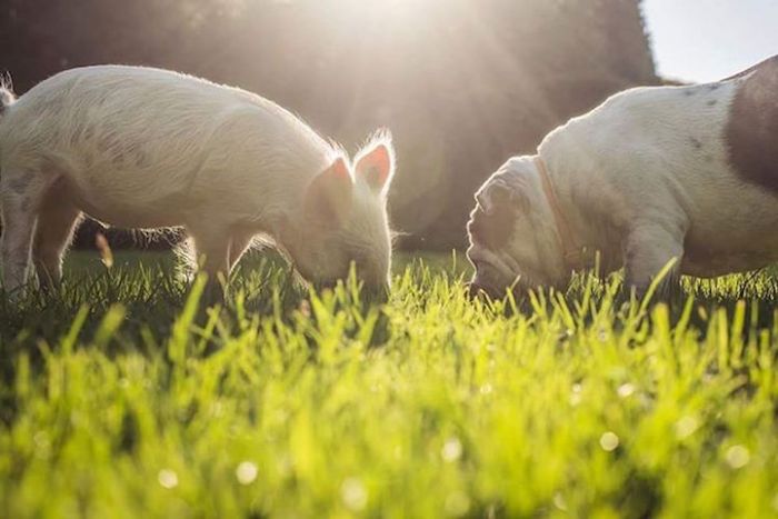 A Cute Pig Grew Up With Three Dogs And Now She Thinks She's One Of Them (16 pics)