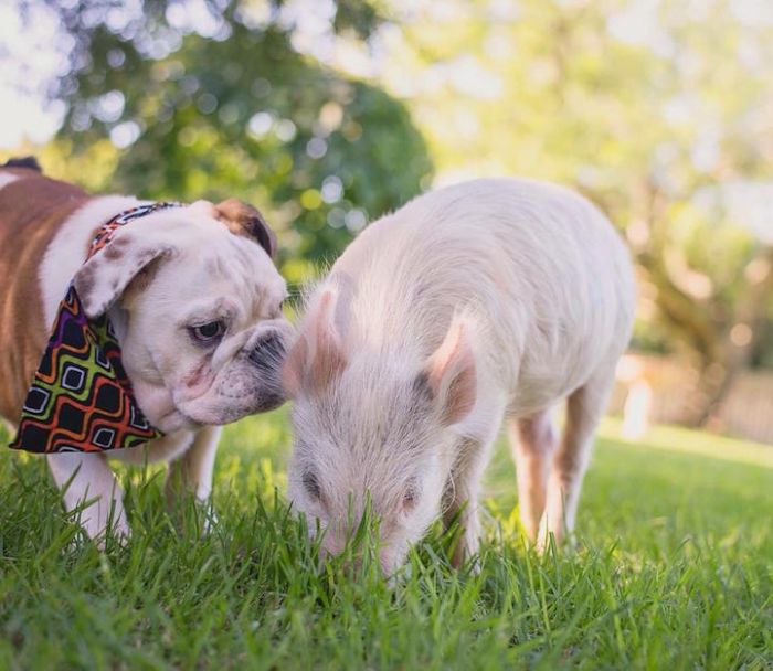 A Cute Pig Grew Up With Three Dogs And Now She Thinks She's One Of Them (16 pics)