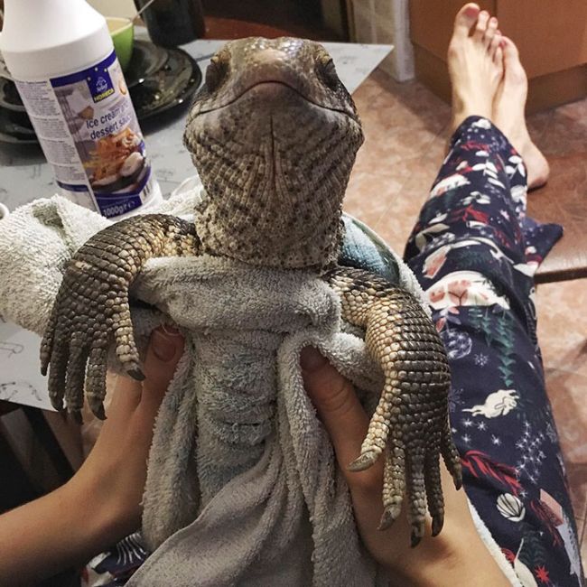 This Lizard Is Showing The World That Reptiles Can Be Cute Too (17 pics)