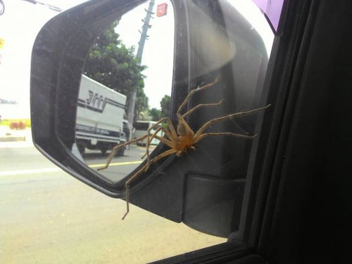 Here's A Full Serving Of Nope With An Additional Side Of Nope (42 pics)