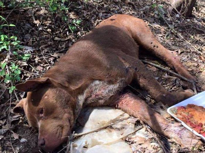 Fighting Pit Bull Finally Gets A Taste Of The Good Life (7 pics)