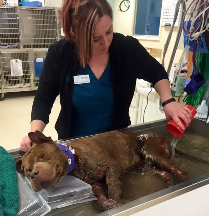 Fighting Pit Bull Finally Gets A Taste Of The Good Life (7 pics)