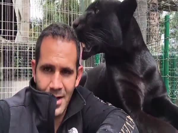 Panther Licking Man