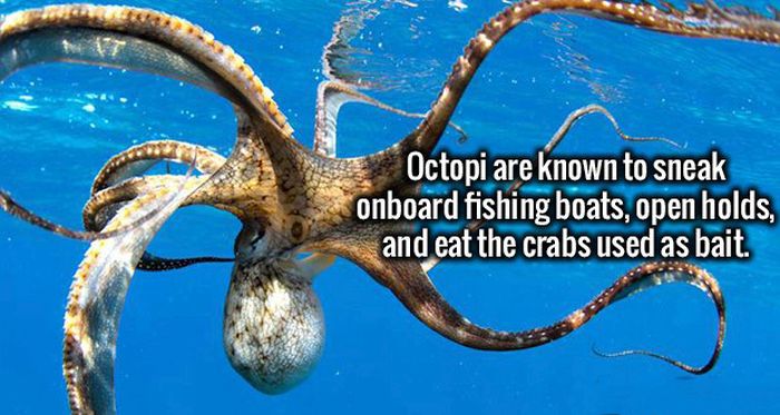 Wild Facts That Are Strange But True (20 pics)