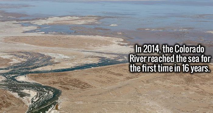 Wild Facts That Are Strange But True (20 pics)