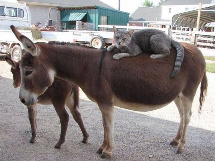 Acid Picdump (104 pics)