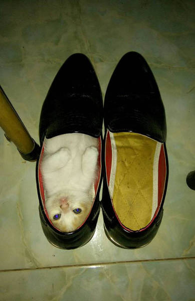Acid Picdump (104 pics)