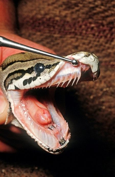 Acid Picdump (104 pics)