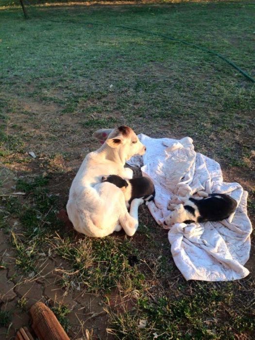 Spoiled Cow Thinks It's A Dog (10 pics)