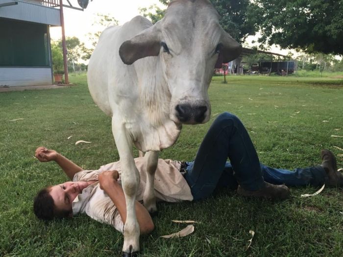 Spoiled Cow Thinks It's A Dog (10 pics)