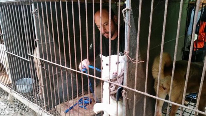 An International Organization Is Saving Dogs From Becoming Dog Meat (9 pics)