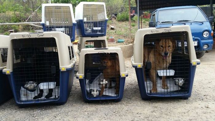 An International Organization Is Saving Dogs From Becoming Dog Meat (9 pics)