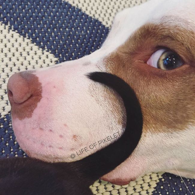 Rescue Dogs Are Now Helping To Rescue Other Dogs (10 pics)